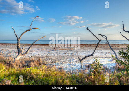 Merritt Island Wildlife Refuge al mattino. Foto Stock