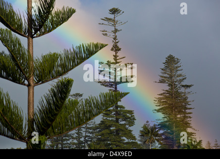 Rainbow e Isola Norfolk Pine Trees, Araucaria heterophylla, Norfolk Island, in Australia Foto Stock