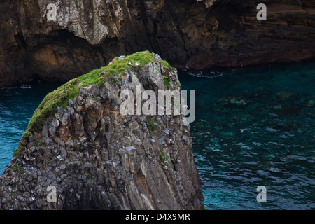 Brown Sule, Sula dactylatra, nesting sulla roccia dell'Elefante, Norfolk Island, in Australia Foto Stock