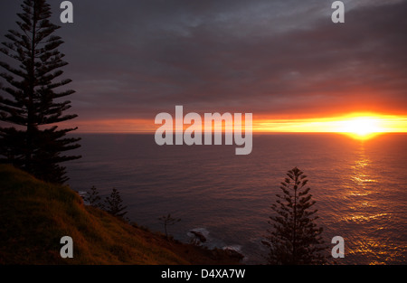 Silhouette di Isola Norfolk Pines, Araucaria heterophylla, al tramonto, Australia Foto Stock