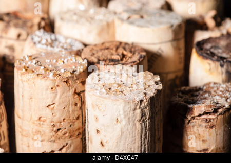 Acido vino cade fuori in vecchie bottiglie e si trasforma in cristalli sulla tappi e nel vino Foto Stock