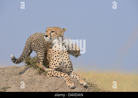 Cheetah madre e cub su un cumulo in Masai Mara Foto Stock
