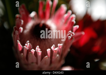 Protea rosa fiore di ghiaccio Foto Stock