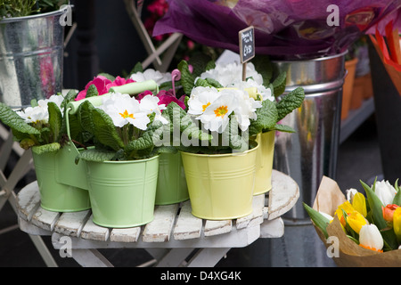 Colorato e varietà di fiori venduti nel mercato di Londra. Foto Stock