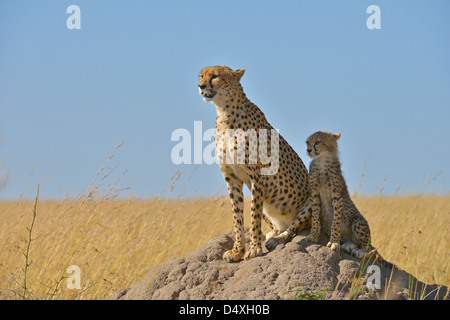 Cheetah madre e cub su un cumulo in Masai Mara Foto Stock