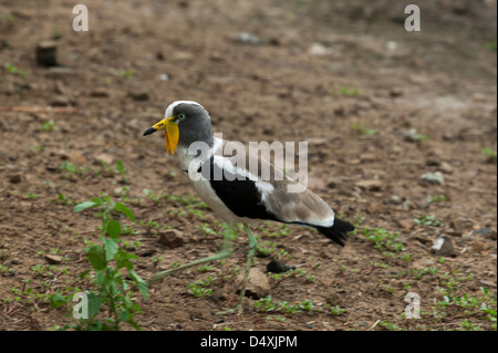 Pavoncella, testa bianca o White Crowned Plover Vanellus albiceps estensione fuori Foto Stock