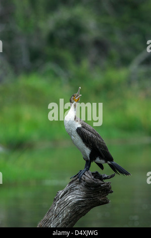 Bianco-breasted cormorano Phalacrocorax lucidus in piedi su un antico lago morto laterale tronco di albero bocca aperta a chiamare Foto Stock