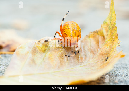 Una ripresa macro di un marmo di colore arancione Orb Weaver spider su una foglia caduta. Carolina del Nord Foto Stock