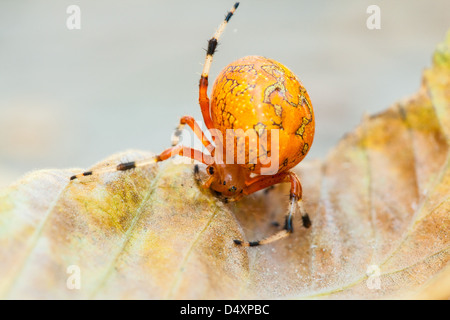 Una ripresa macro di un marmo di colore arancione Orb Weaver spider su una foglia caduta. Carolina del Nord Foto Stock