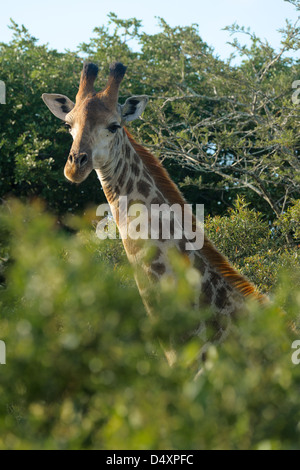 Vista laterale di una giraffa (Giraffa camelopardalis) attraverso le cime di acacia Thorn trees Foto Stock