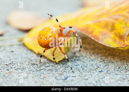 Una ripresa macro di un marmo di colore arancione Orb Weaver spider su una foglia caduta. Carolina del Nord Foto Stock