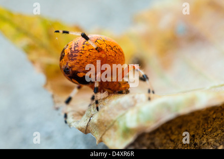 Una ripresa macro di un marmo di colore arancione Orb Weaver spider su una foglia caduta. Carolina del Nord Foto Stock