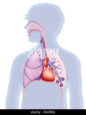 Apparato respiratorio, disegno Foto Stock