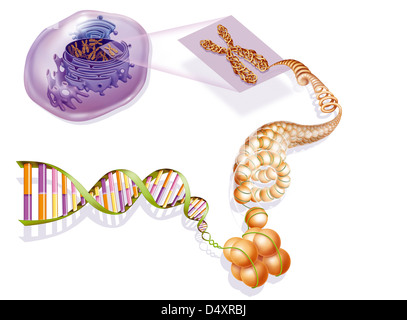 COMPATTAZIONE DEL DNA Foto Stock