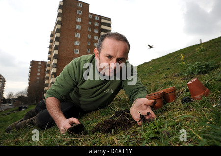 Contrassegnare Gapper pianta selvatica di manager per Brighton e Hove City Council piantagione comune orchidee maculato a Ashton salita oggi Foto Stock