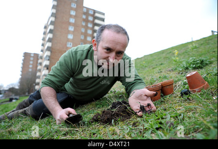 Contrassegnare Gapper pianta selvatica di manager per Brighton e Hove City Council piantagione comune orchidee maculato a Ashton salita oggi Foto Stock