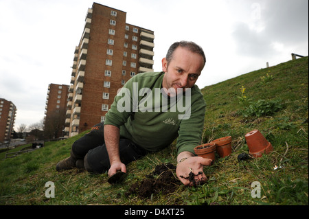 Contrassegnare Gapper pianta selvatica di manager per Brighton e Hove City Council piantagione comune orchidee maculato a Ashton salita oggi Foto Stock