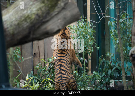 Londra, Regno Unito. Xx Marzo 2013. Sua Altezza Reale il Duca di Edimburgo assiste ZSL London Zoo ad aprire ufficialmente il nuovo £ 3,6 m Tiger territorio la casa delle Tigri di Sumatra, Jae Jae e Melati. Il nuovo 2.500 mq enclosure è cinque volte più grande rispetto al precedente presentano completa di alti alberi e custom costruzione piscina. Le tigri di Sumatra sono sulle specie in via di estinzione lista con solo 300 a sinistra nel selvaggio. Jae Jae e Melati hanno viaggiato più di 14000 miglia per essere portati insieme al fine di aumentare il programma di allevamento. Credito: Allsorts Stock Photo/Alamy Live News Foto Stock