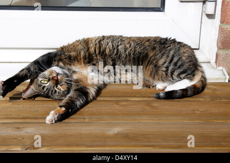 TABBY TARTARUGA CAT. Foto Stock