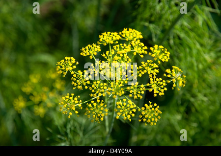 Infiorescenza di aneto Foto Stock