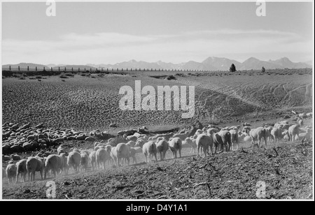 Una fotografia di Ansel Adams che mostra un gregge a Owens Valley, California, nel 1941. L'immagine cattura il paesaggio sereno e la vasta apertura di questa regione. Foto Stock