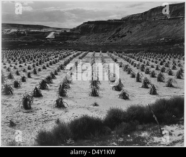 Questa fotografia di Ansel Adams mostra un campo di mais bagnato dalla pioggia vicino a Tuba City, Arizona, con una scogliera sullo sfondo. Cattura il paesaggio agricolo della regione nel 1941. Foto Stock
