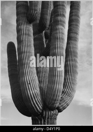 Una fotografia dettagliata di un cactus saguaro dal Saguaro National Monument in Arizona, scattata da Ansel Adams. L'immagine cattura l'intricata trama del cactus in bianco e nero. Foto Stock