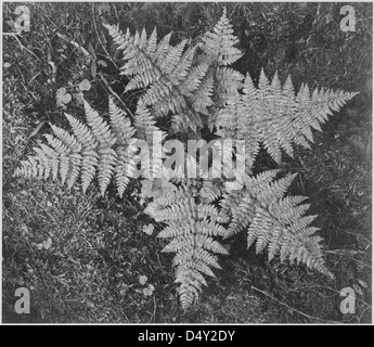 Questa foto ravvicinata di Ansel Adams, scattata direttamente dall'alto, mostra felci nel Glacier National Park, Montana. L'immagine cattura gli intricati dettagli della flora naturale del parco. Foto Stock