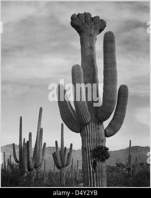 Una fotografia in bianco e nero di saguaro al Saguaro National Monument in Arizona, scattata da Ansel Adams. L'immagine mostra le iconiche specie di cactus circondate da un'altra flora del deserto nel parco. Foto Stock