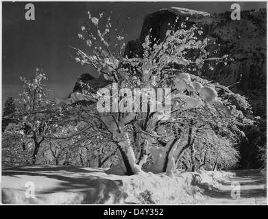Una fotografia in bianco e nero scattata da Ansel Adams nell'aprile 1933, che mostra alberi ricoperti di neve con Half Dome e Apple Orchard a Yosemite, California. Questa iconica immagine cattura la bellezza del paesaggio della California. Foto Stock