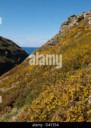 Gorse crescente sul pendio di una collina dalla costa, Cornwall, Regno Unito 2013 Foto Stock