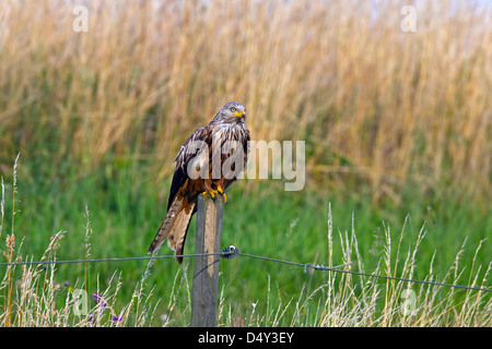 Nibbio reale (Milvus milvus) arroccato su palo da recinzione lungo il prato Foto Stock