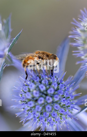 Hoverfly sul mare Holly (Eryngium planum 'Blaukappe') Foto Stock