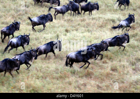 Africa, Kenia Masai Mara. Gnu migrazione in Masai Mara. Foto Stock