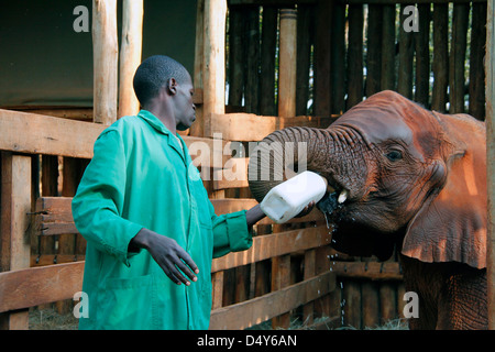 Africa, Kenya, Nairobi. Custode bottiglia orfani feed baby elephant a Davide di Sheldrick Wildlife Trust. Foto Stock