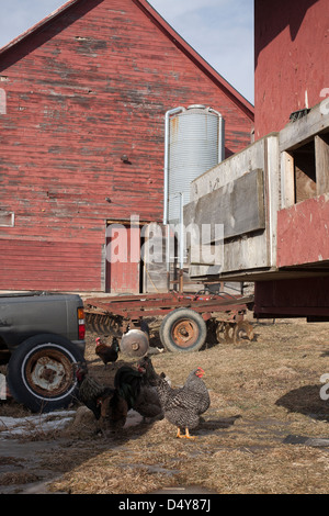 Vermont CSA cantiere di fattoria con i polli in primavera con angolo del pollo in movimento casa sulla destra. Foto Stock