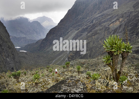 Kitandara Valley, Rwenzori, Uganda Foto Stock