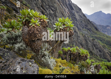 Kitandara Valley, Rwenzori, Uganda Foto Stock