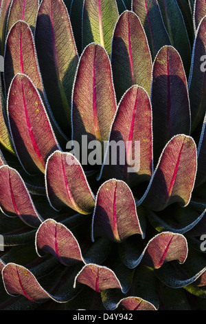 Africa Africa Orientale, Rwenzori. Lobelia gigante (Lobelia lanuriensis) in alta montagna della Rwenzoris. Foto Stock