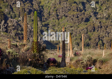 Africa Africa Orientale, Rwenzori. Lobelia gigante (Lobelia lanuriensis) in alta montagna della Rwenzoris. Foto Stock