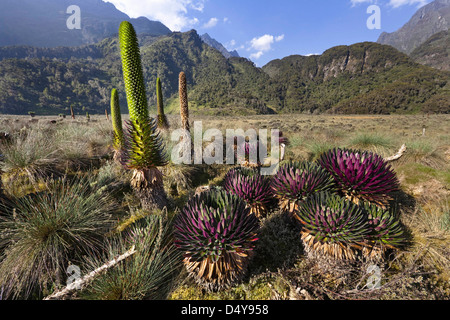 Africa Africa Orientale, Rwenzori. Lobelia gigante (Lobelia lanuriensis) in alta montagna della Rwenzoris. Foto Stock