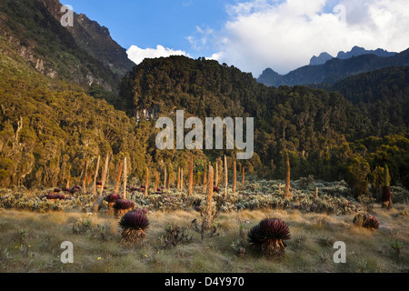 Riesenlobelie (Lobelia bequaertii) Hochgbirge del Ruwenzori, Uganda. Foto Stock