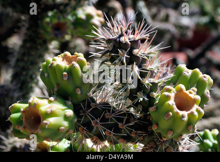 La canna da zucchero cholla, trovata nel nord sud-ovest americano, presenta le sue spine taglienti Foto Stock