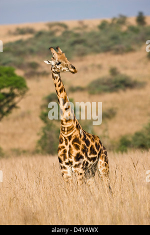 Giraffa Rothschild (Giraffa camelopardis rothschildi) nelle praterie di Murchison Falls National Park, Uganda. Foto Stock