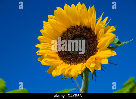 Un giardino di semi di girasole in contrasto contro un profondo cielo blu Foto Stock