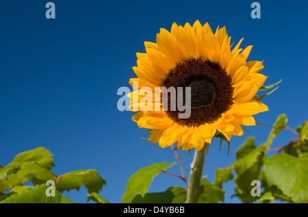 Un giardino di semi di girasole in contrasto contro un profondo cielo blu Foto Stock