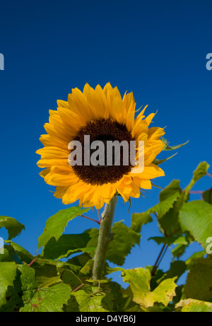 Un giardino di semi di girasole in contrasto contro un profondo cielo blu Foto Stock