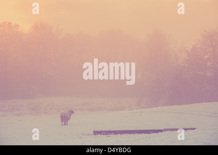 Una pecora solitaria sorge in una coperta di neve campo al tramonto con il sole dorato proveniente attraverso gli alberi dietro Foto Stock