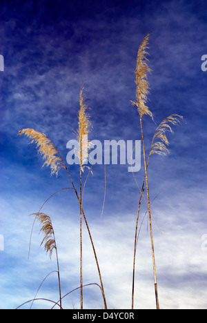 Toi toi impianto contro il cielo blu, Nuova Zelanda Foto Stock