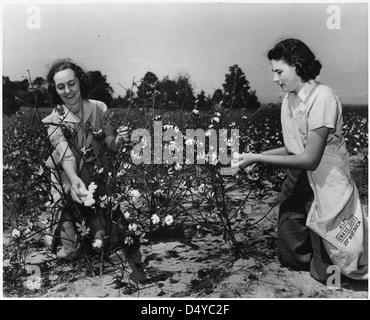 Le donne di cotone di prelievo per gli Stati Uniti Crop Corps, ca. 1943 Foto Stock